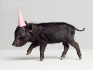 Zoë, I was going to find an African party animal, but then I found party pig...How could I resist??